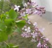  Ornithogalum Thyrsoides Saponin 